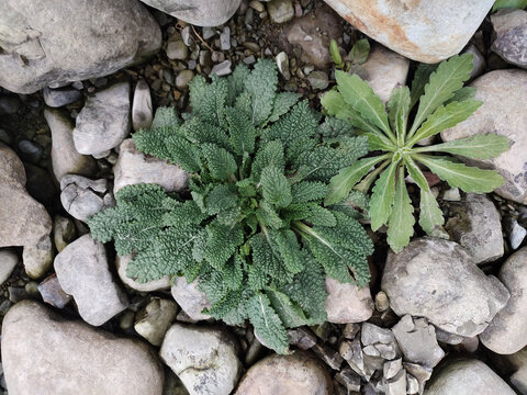 石头中间的小草