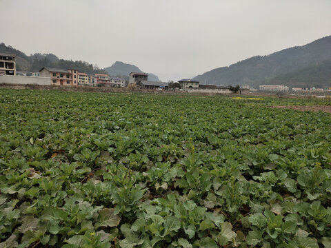 乡村油菜田