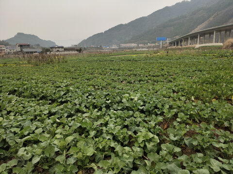 油菜背景