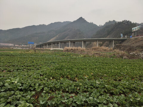 油菜与高架桥