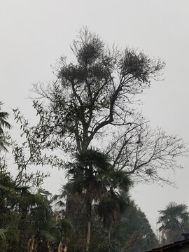 大树