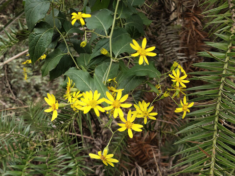 野菊花
