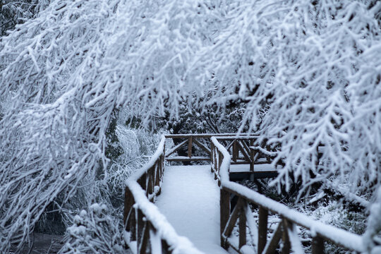 冬季雪景树林的小径