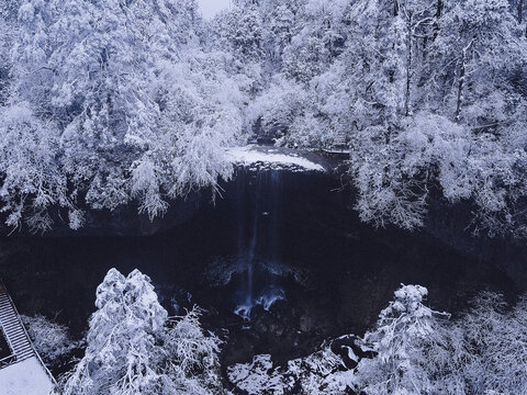 雪景树林森林冬季