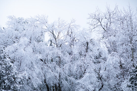 雪景树林森林冬季