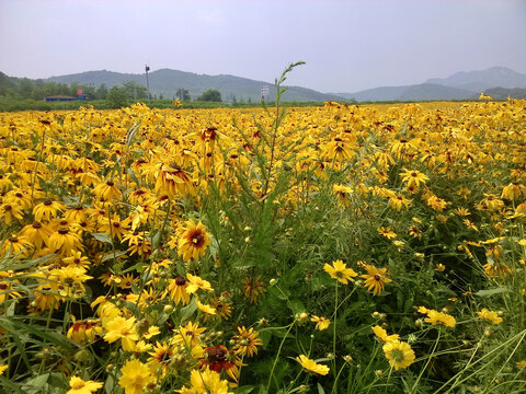 山前的黄花