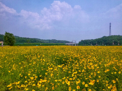 绿山黄花夏日炎