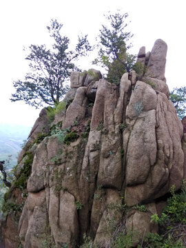 怪石嶙峋小树长