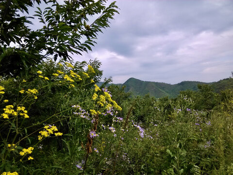 山花与绿植