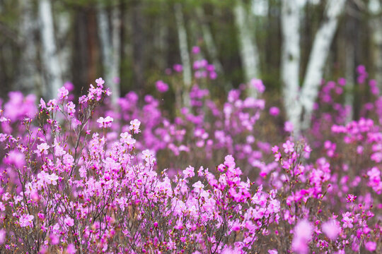 高山杜鹃花