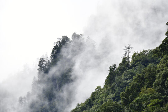 高山云雾