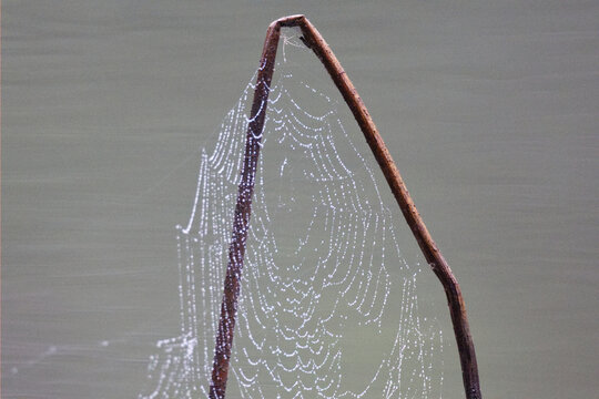 残荷和蜘蛛网