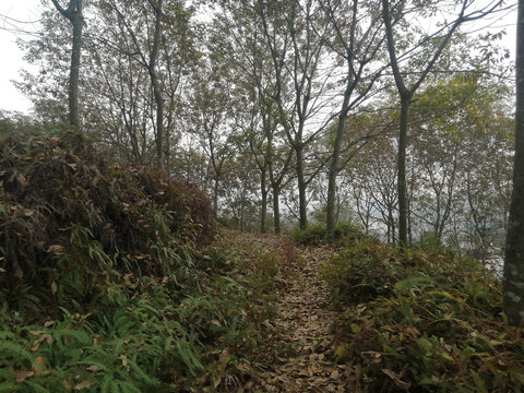 山上森林小路山路