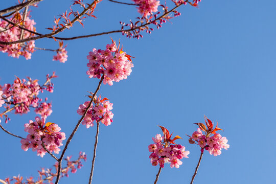 春天蓝天下的冬樱花