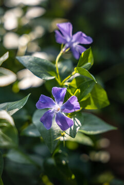 蔓长春花