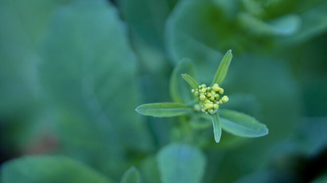 油菜花