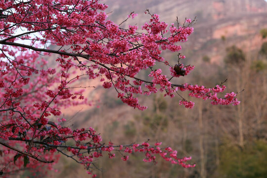 樱花