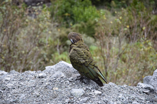 新西兰高山鹦鹉kea