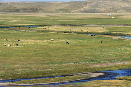 草原河流牛群蒙古包
