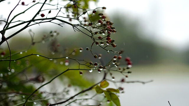 树枝上的雨滴