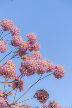 马克村的紫风花铃木