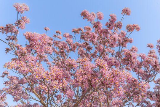 马克村的紫风花铃木