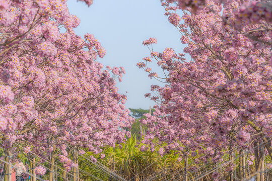 马克村的紫风花铃木