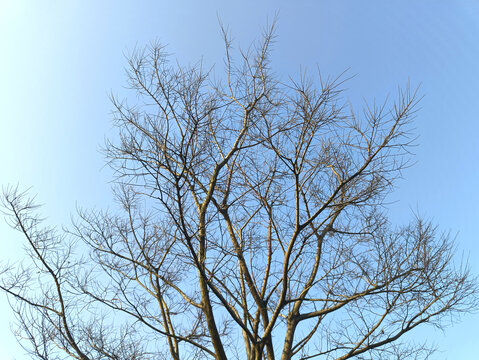 冬日枯树