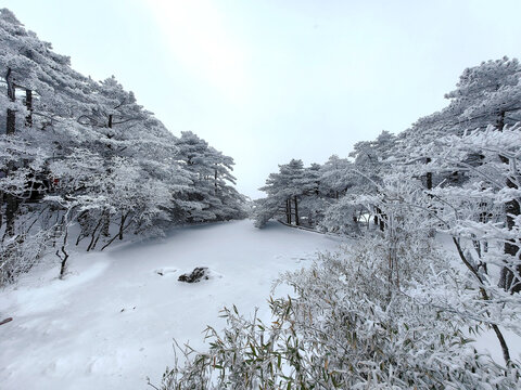 黄山雪松