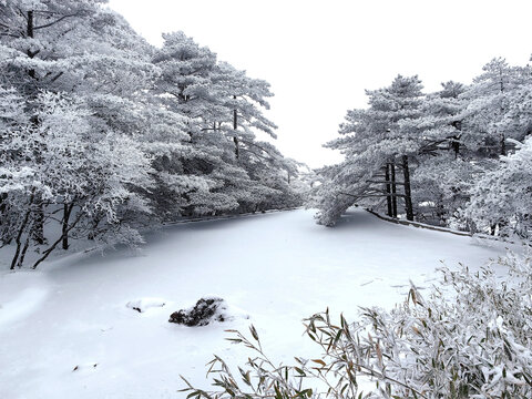 黄山雪松