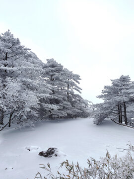 黄山雪松