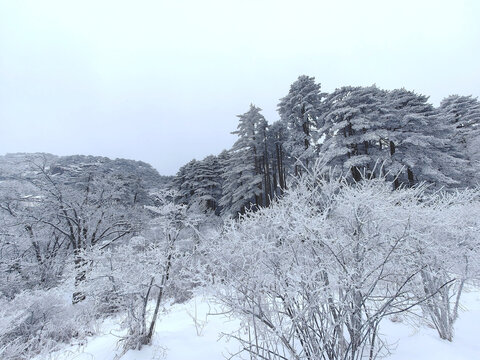 黄山雪松