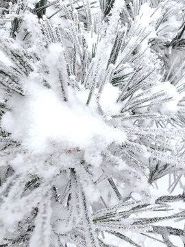 雪松