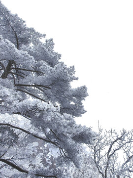 黄山雪景