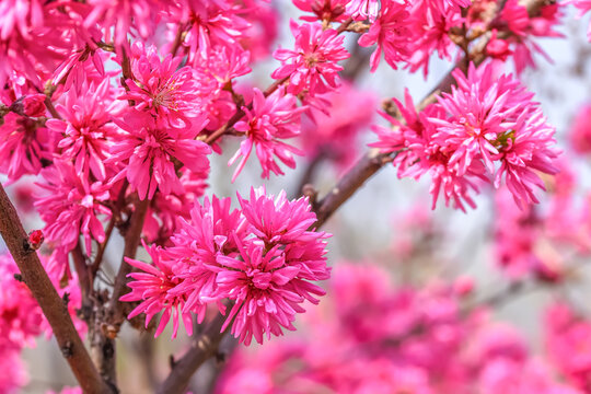 菊花桃