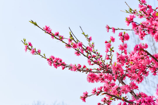 菊花碧桃