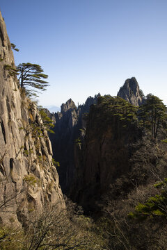 黄山松