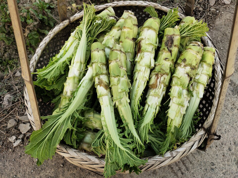 棒棒菜