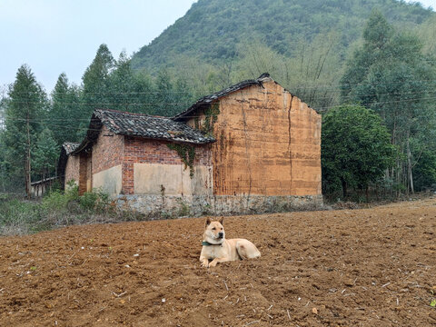 中华田园犬耕地红砖房村舍