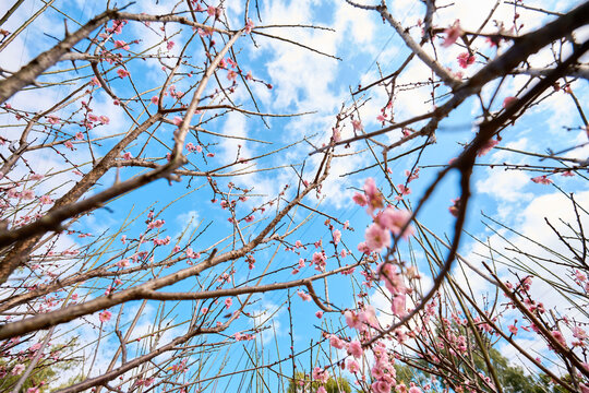 仰拍梅花