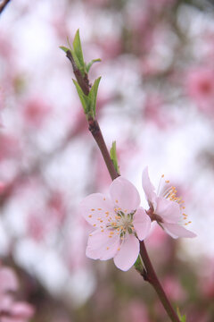 粉色桃花