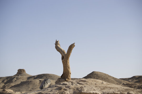 戈壁沙漠中孤独的树