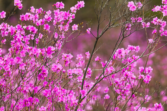 春天兴安杜鹃花