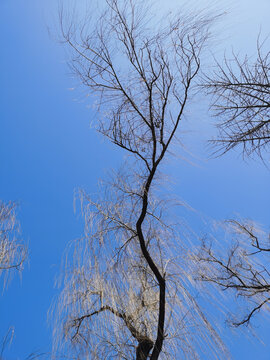蓝天背景柳树枝条
