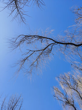 蓝天背景垂柳枝