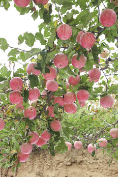 树上的洛川苹果