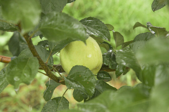 王林苹果种植