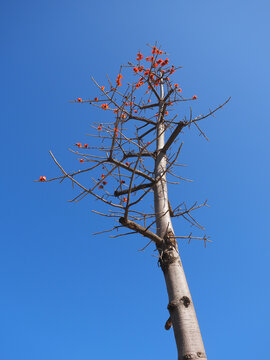 木棉花