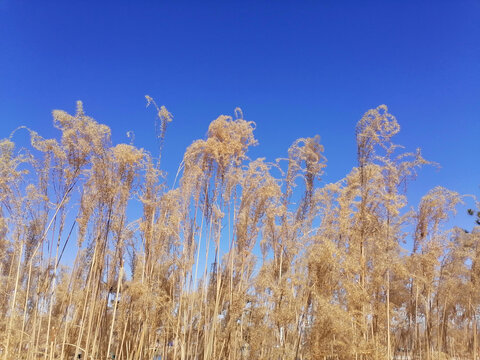 芦苇素材