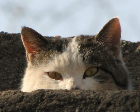 黑白相间的猫咪